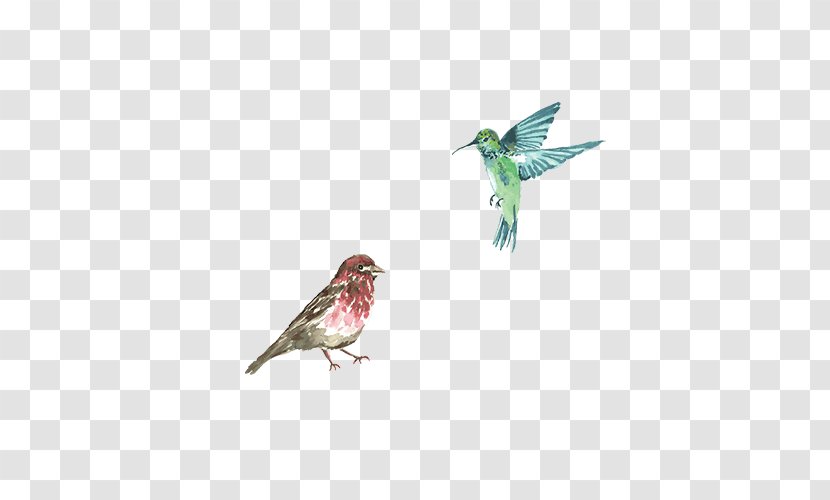 Hummingbird - M - Bird Transparent PNG