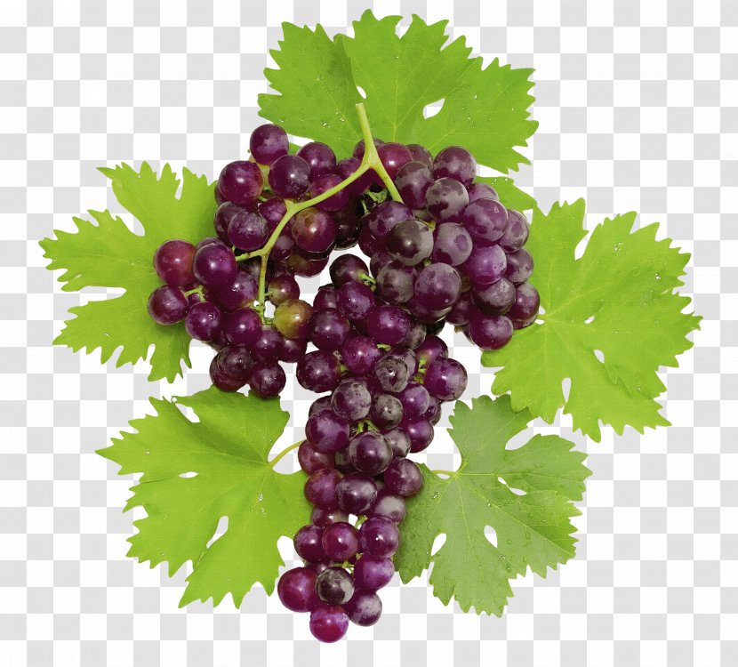 Common Grape Vine Dolma Wine Stock Photography - Grapevine Family Transparent PNG