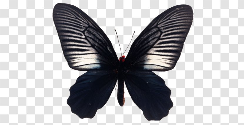 Butterfly Stock Photography Royalty-free Illustration - Art - Black Transparent PNG