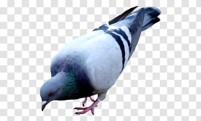 Columbidae Domestic Pigeon Bird Colombe - Beak Transparent PNG