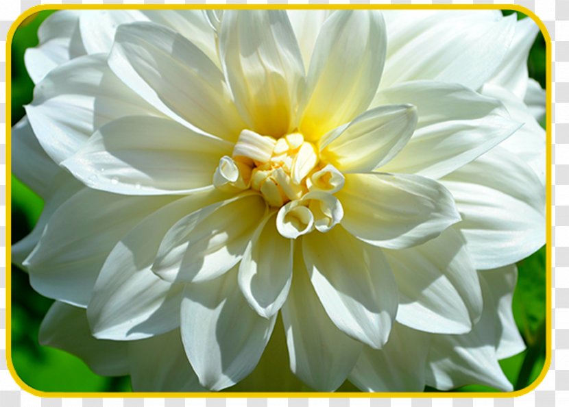 Dahlia A Tough Morning Yellow Green Flower - Daisy Family Transparent PNG