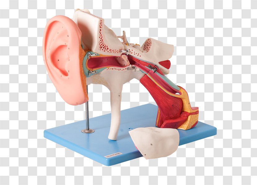 Ear Canal Eardrum Outer Auditory System - Frame - Classic Transparent PNG