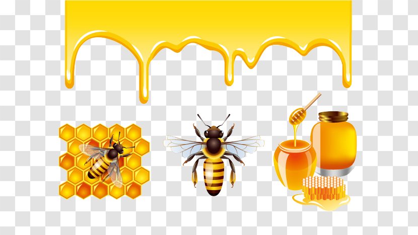 Honey Bee Honeycomb - Illustration Transparent PNG
