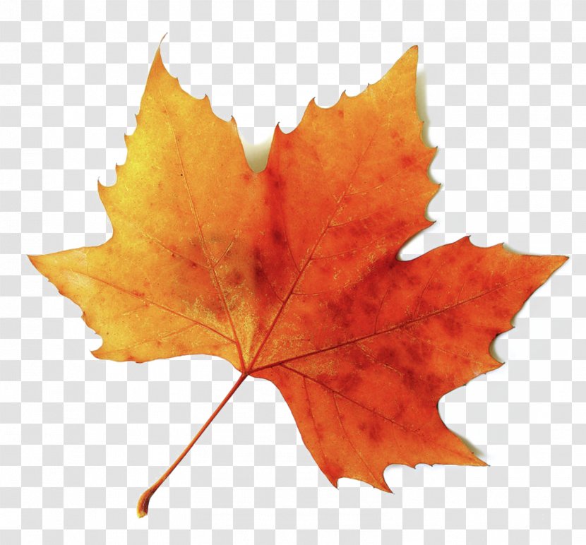 Mooresville Mercantile Autumn Leaf Color Drawing Transparent PNG