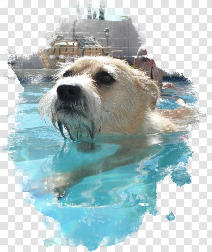 Norfolk Terrier Dog Breed Pet Snout - Group - Swimming Pool Transparent PNG