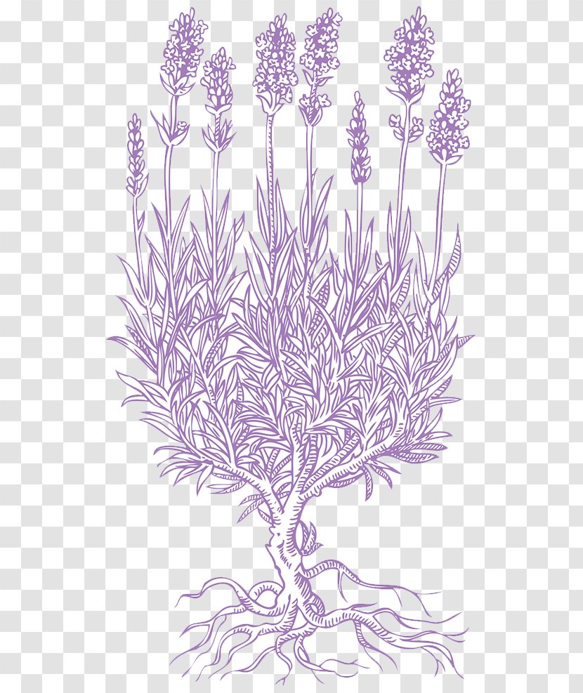 Lavender Petal Drawing - Line Transparent PNG