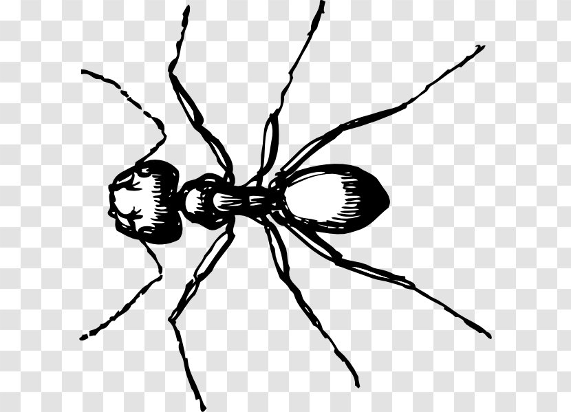 Ant Clip Art - Pest - Ants Transparent PNG