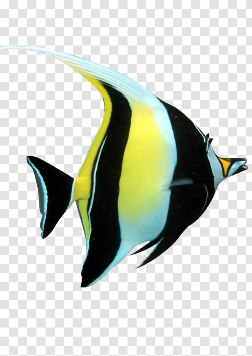 Fish - Beak - Designer Transparent PNG