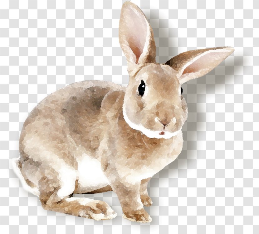Domestic Rabbit Easter Bunny Belgian Hare Transparent PNG