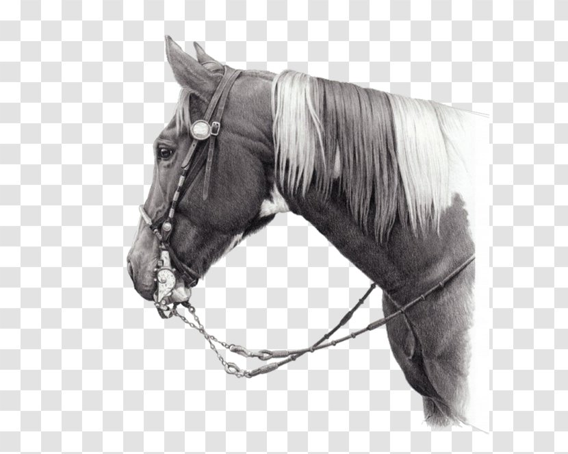 Halter Mustang Stallion Rein Bridle - Mane Transparent PNG