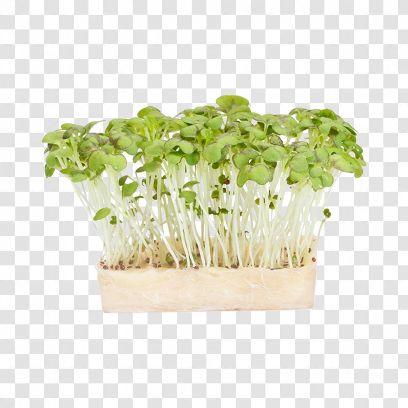 Herb Garden Cress Mustard Plant Watercress - Food - Mini Transparent PNG