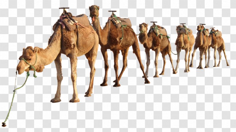 Bactrian Camel Dromedary Clip Art Image - Arabian - Camels Transparency And Translucency Transparent PNG