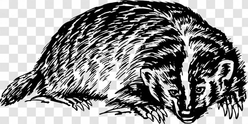 European Badger Honey Clip Art - Whiskers - Wildlife Transparent PNG