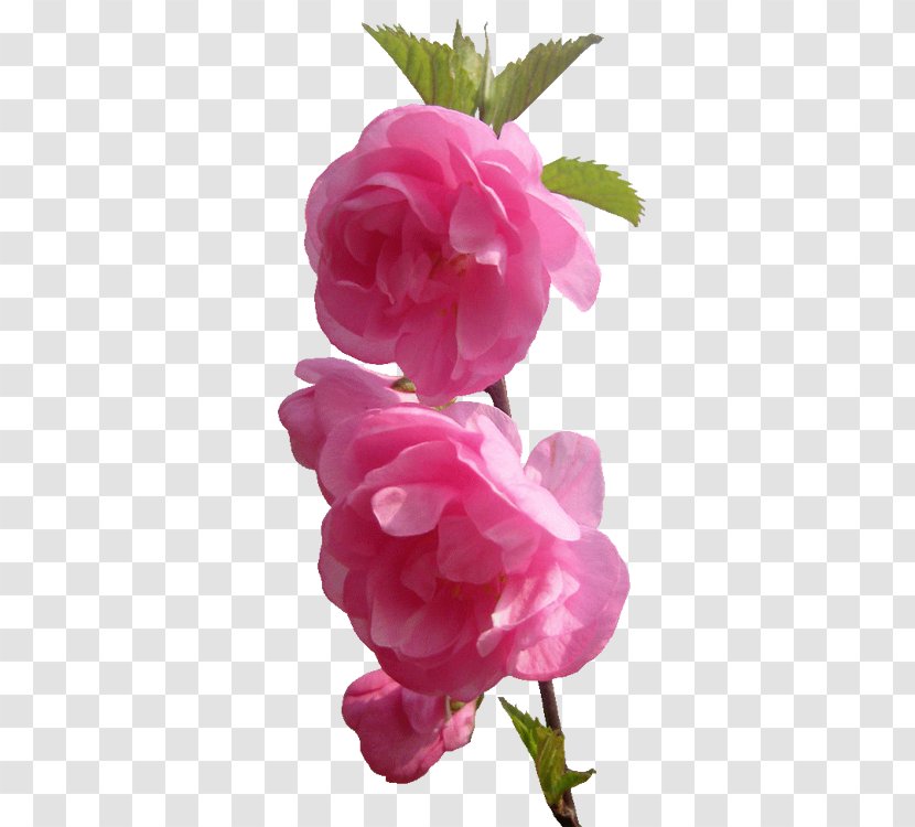 Garden Roses Flower Pink Image - Family - Fiori Transparent PNG