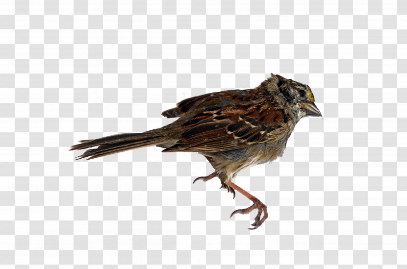 House Sparrow Finches Beak Feather - Lark Transparent PNG