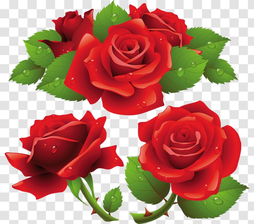 Rose Clip Art - Garden Roses Transparent PNG