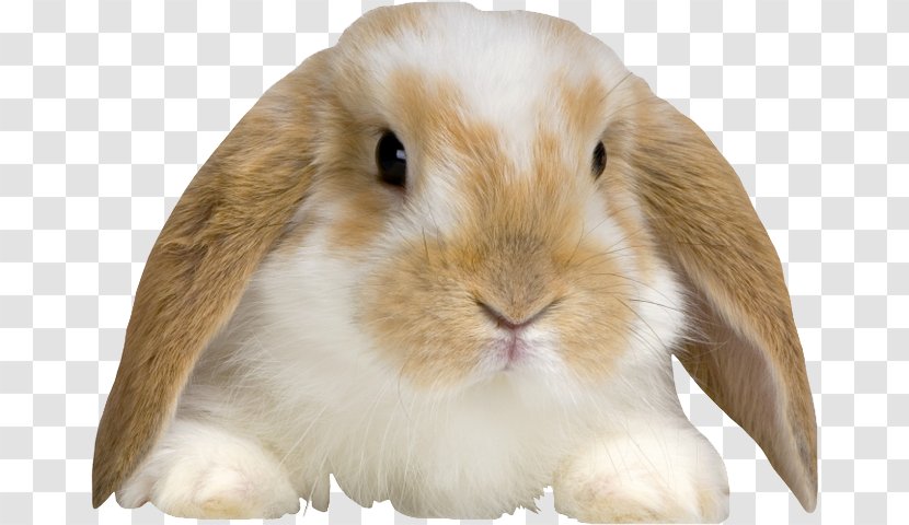 Holland Lop English Domestic Rabbit Morkie - Mammal - Bunny Baby Transparent PNG