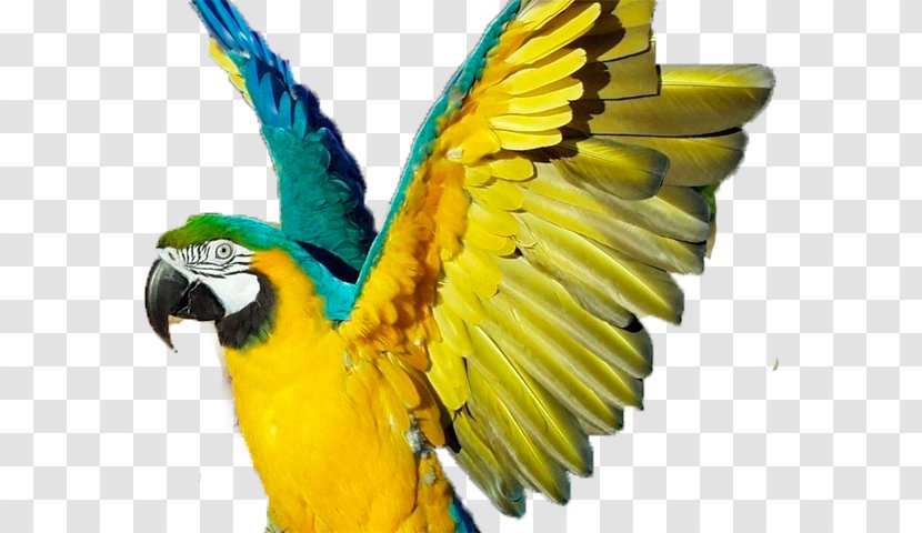 Parrot Bird Blue-and-yellow Macaw Scarlet Transparent PNG