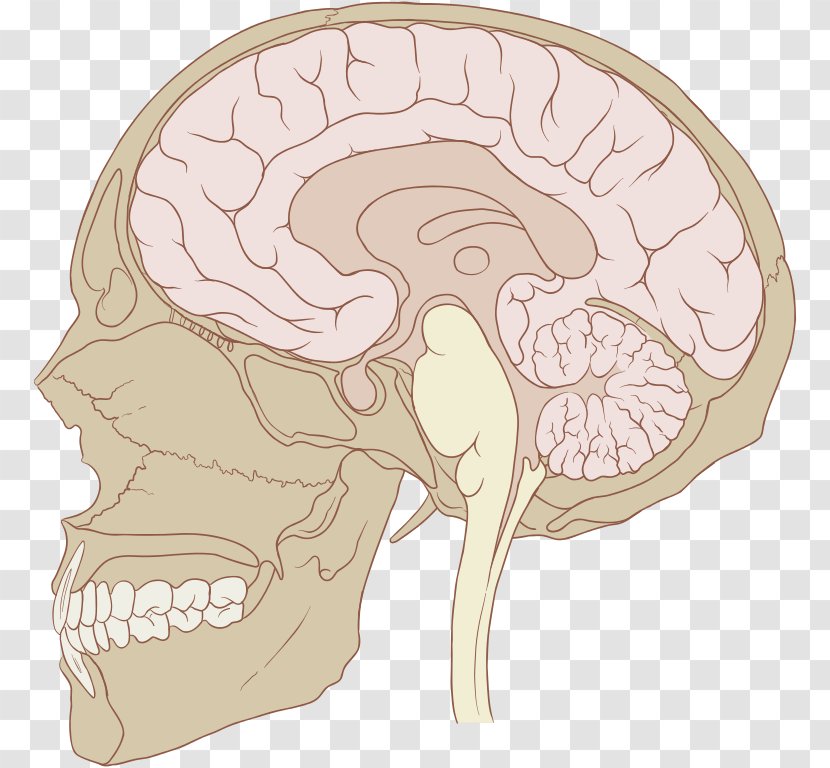 Pituitary Gland Disease Anterior Endocrine System - Heart - Creative Skull Transparent PNG