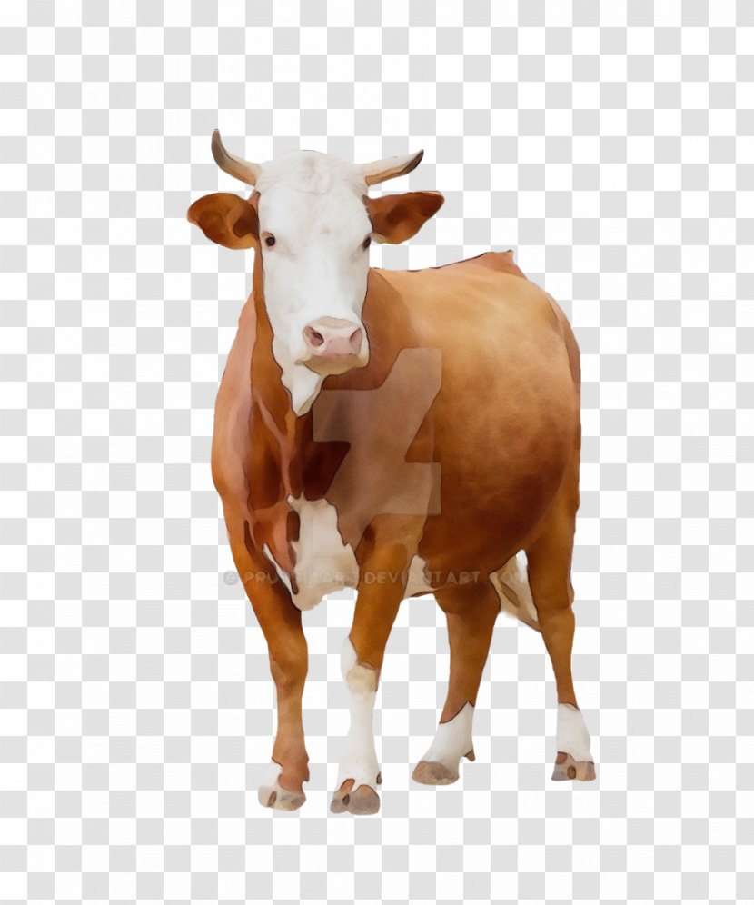 Watercolor Background - Calf - Pasture Bull Transparent PNG