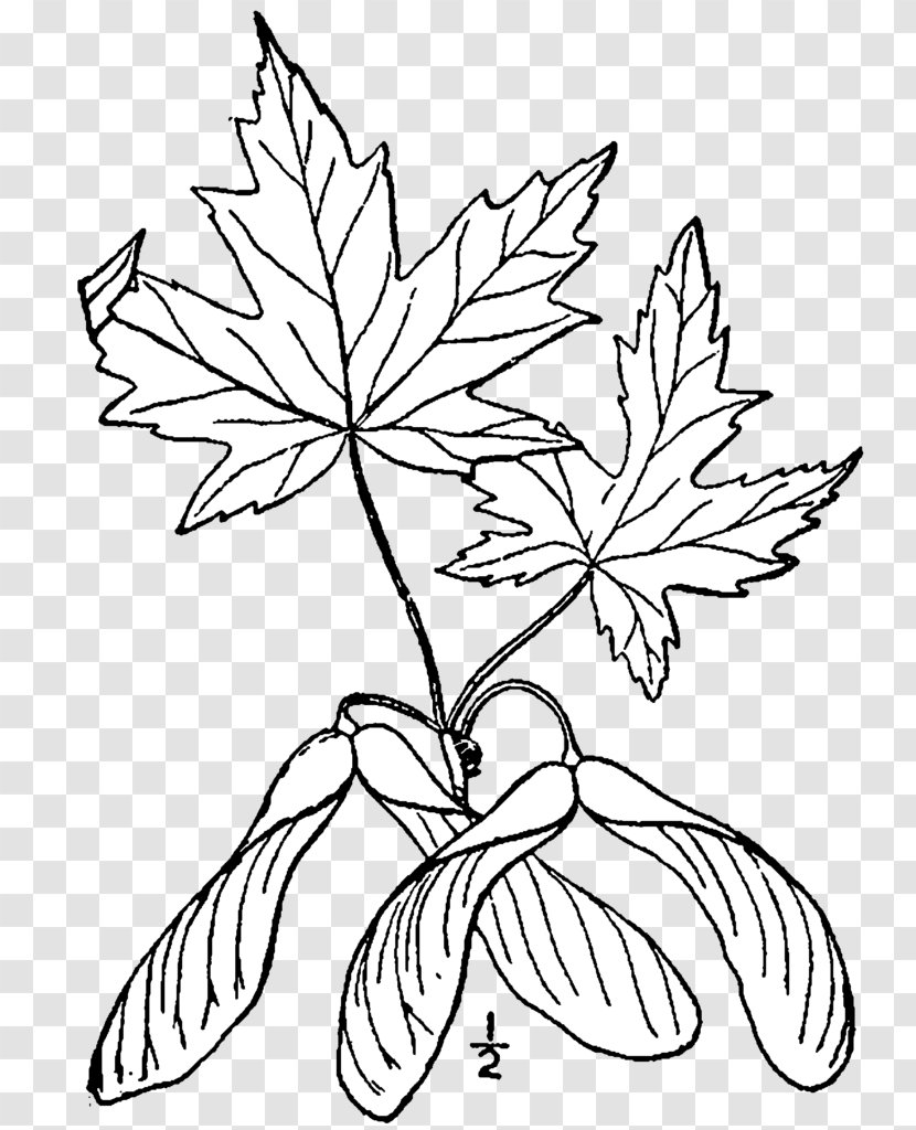 Silver Maple Sugar Red Leaf Drawing - Plant Transparent PNG