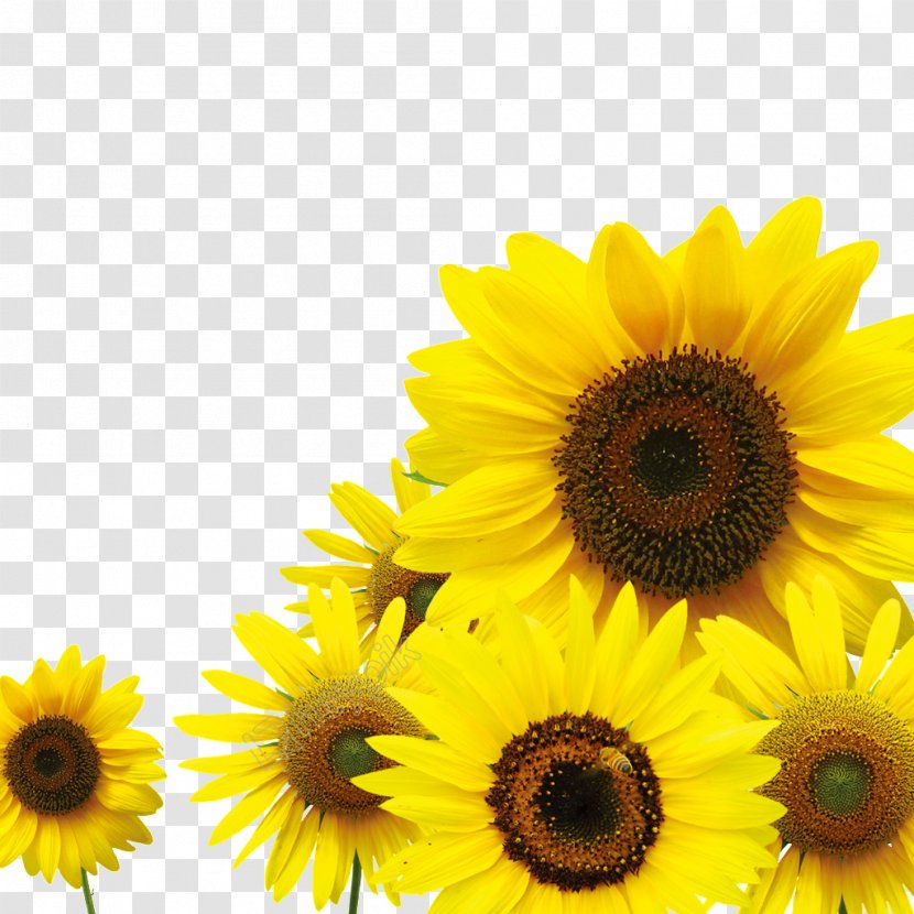 Common Sunflower Image Download Vector Graphics - Pollen - Bao Graphic Transparent PNG