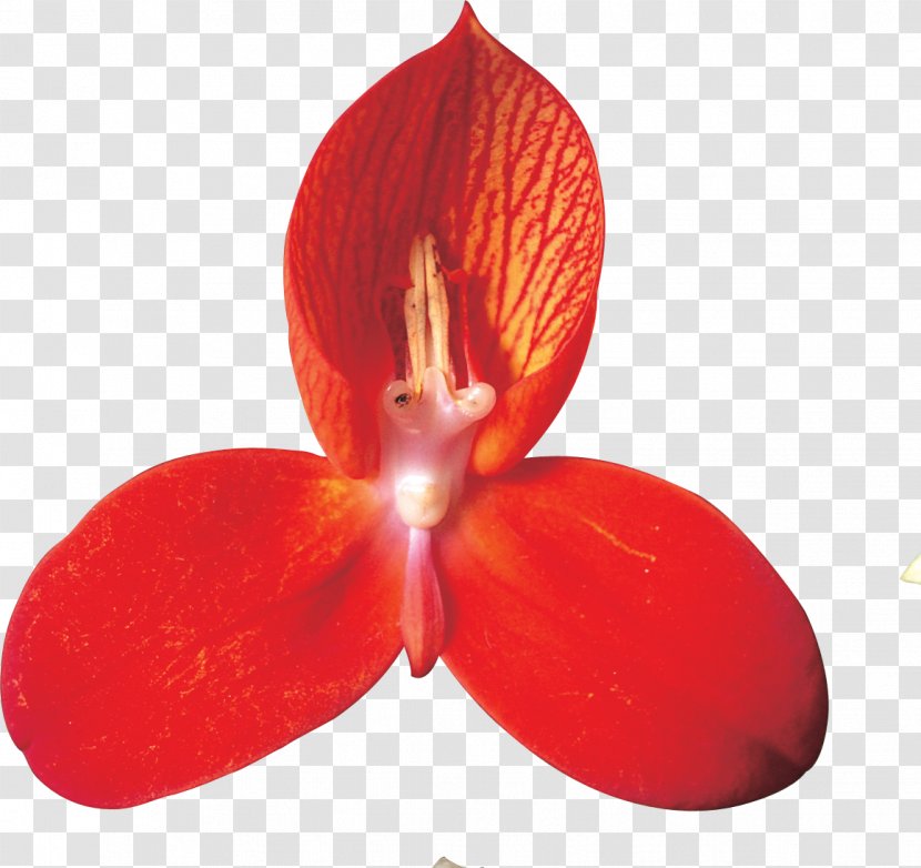 Flower Petal Clip Art - Euclidean Transparent PNG