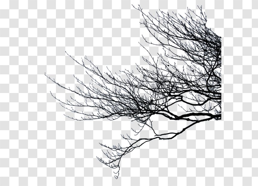 Branch Clip Art - Tree Transparent PNG