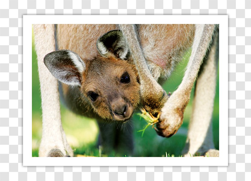 Macropods The Kangaroo Pouch Western Grey - Giraffe - Baby Transparent PNG
