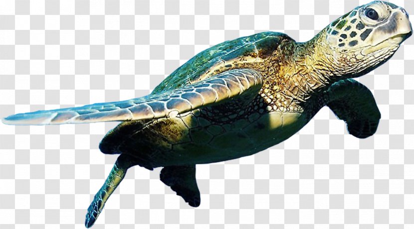 Belize Barrier Reef Hol Chan Marine Reserve Turtle Mexico Rocks - Teenage Mutant Ninja Turtles - Sea Transparent PNG