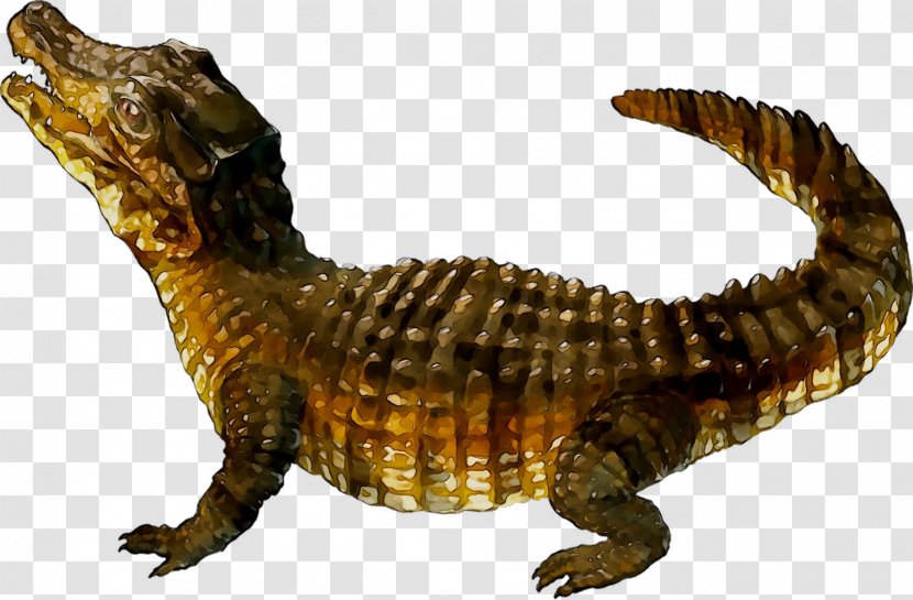 Nile Crocodile Alligators Fauna - Animal Figure - Alligator Transparent PNG