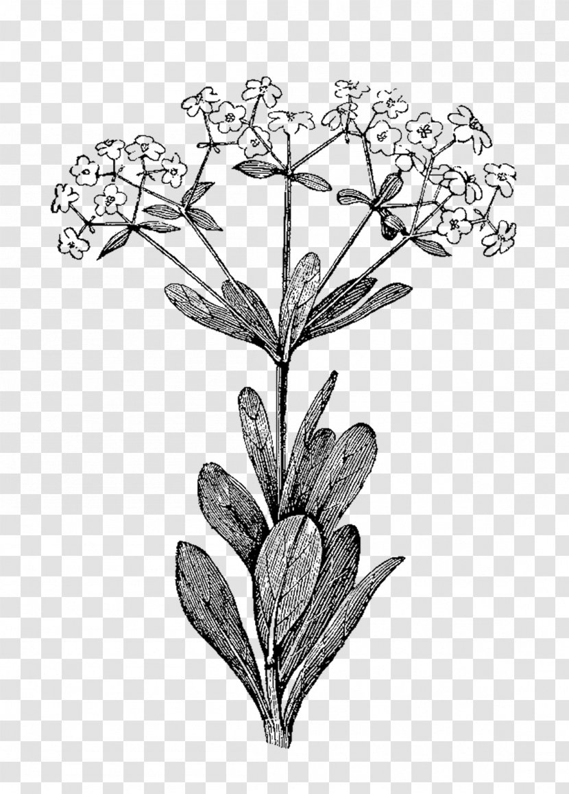 Botanical Illustration Botany - Herb Illustrations Transparent PNG