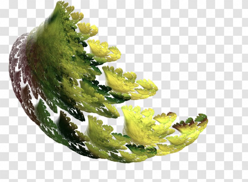 Organism Vegetable Transparent PNG