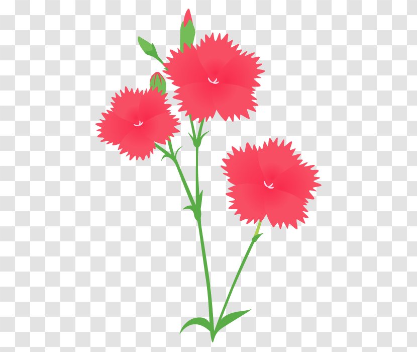 Carnation Yamato Nadeshiko Cut Flowers Japan - Green - Flora Fauna Serenella Transparent PNG