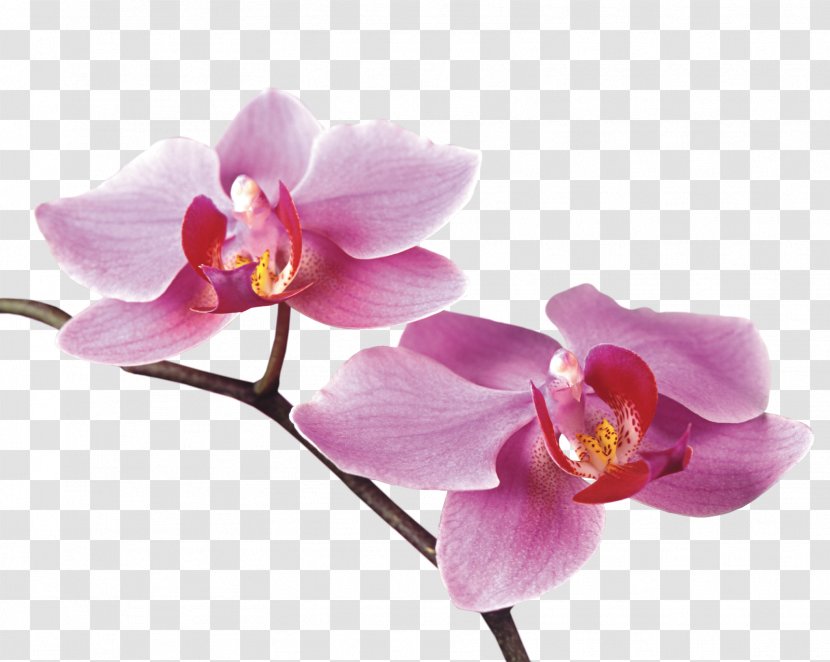 Orchids Flower .de - Magenta - Purple Transparent PNG