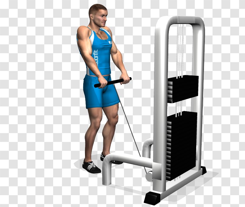 Shoulder Shrug Trapezius Dumbbell Exercise - Cartoon - Fitness Trainer Transparent PNG