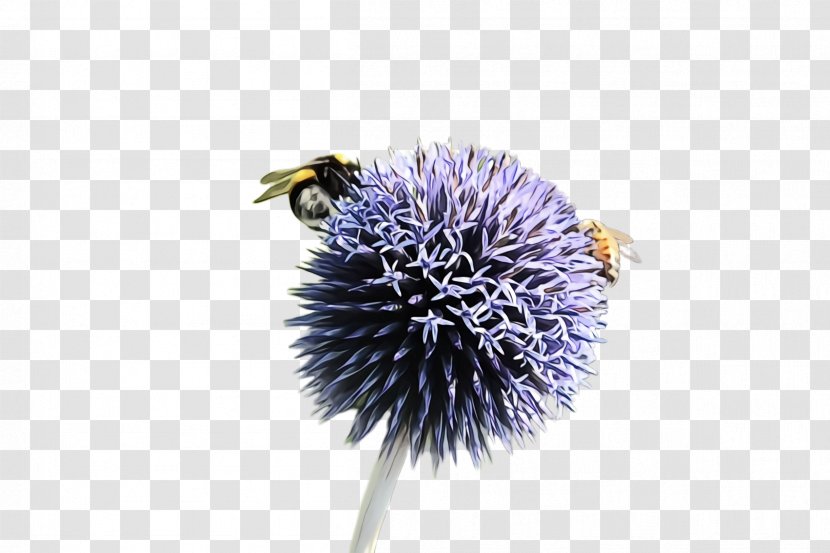 Lavender - Bee - Pollen Bumblebee Transparent PNG