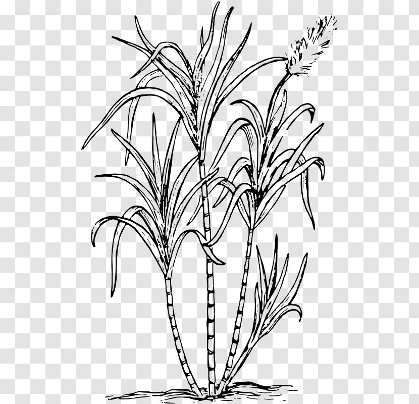 Drawing Of Family - Flower - Line Art Herbaceous Plant Transparent PNG