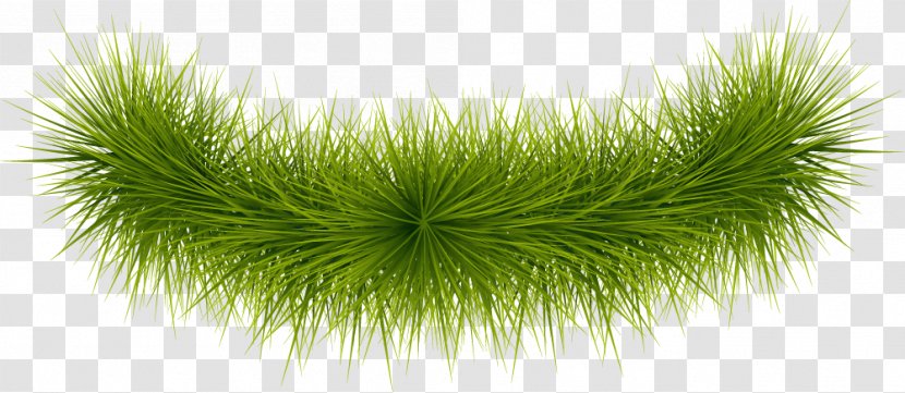 Green Google Images Gratis - Herbaceous Plant - Simple Grass Transparent PNG