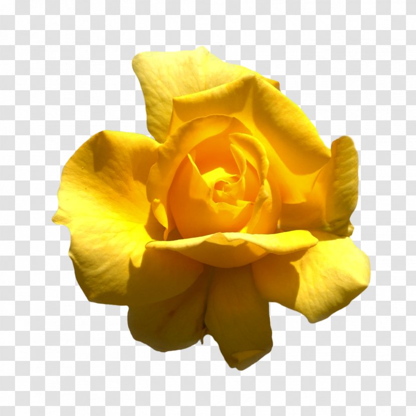 Rose Information Clip Art - Yellow Transparent PNG