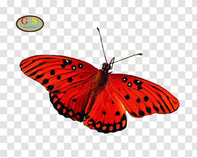 Butterfly Insect Desktop Wallpaper Greta Oto - Moths And Butterflies Transparent PNG