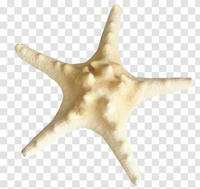Starfish Insect Echinoderm Clip Art - Vacation Transparent PNG