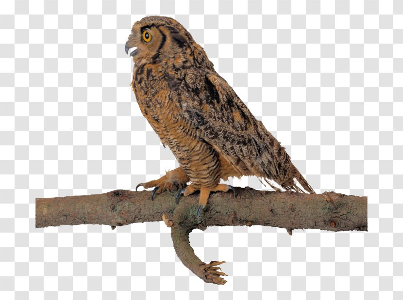 Owl Bird Flight Clip Art - Photography - Standing Eagle Transparent PNG