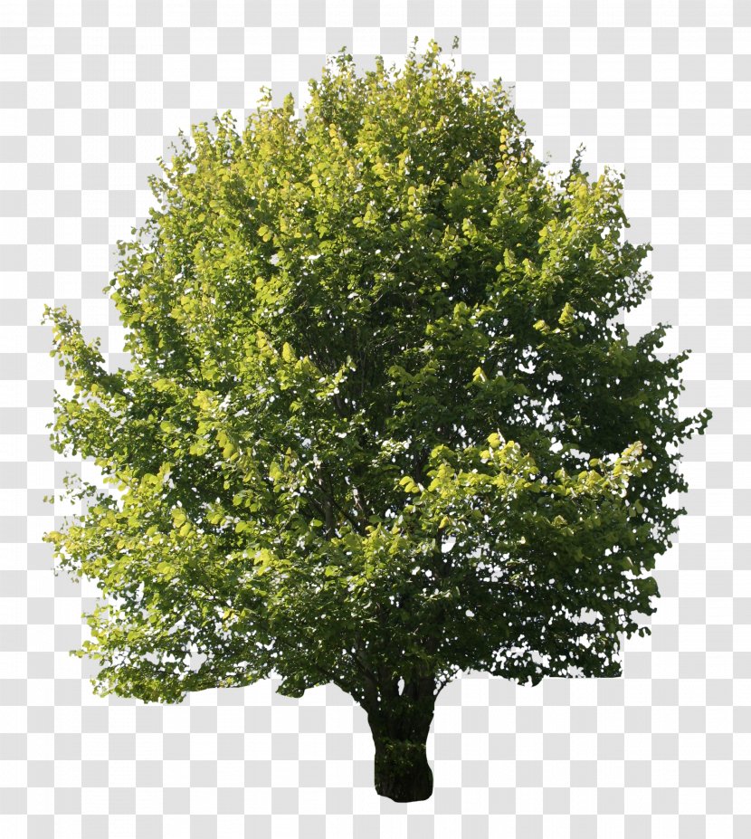 Desktop Wallpaper Oak Tree Image - Plants Transparent PNG