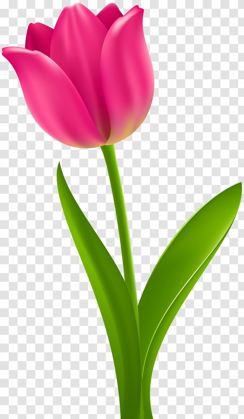 Tulip Flower Desktop Wallpaper Clip Art - Plant Stem - Pink Transparent PNG