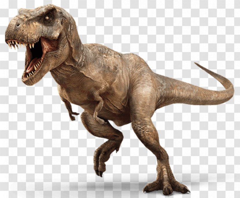 Tyrannosaurus Pachycephalosaurus Velociraptor Late Cretaceous Triceratops - Terrestrial Animal - Jurassic Park Transparent PNG