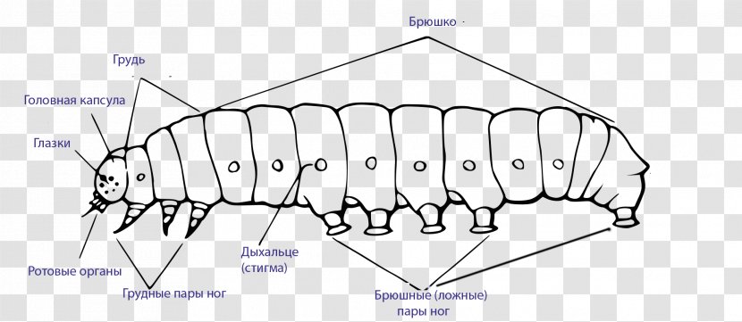 Caterpillar Butterfly Larva External Morphology Of Lepidoptera Hummingbird Hawk-moth - Cartoon Transparent PNG