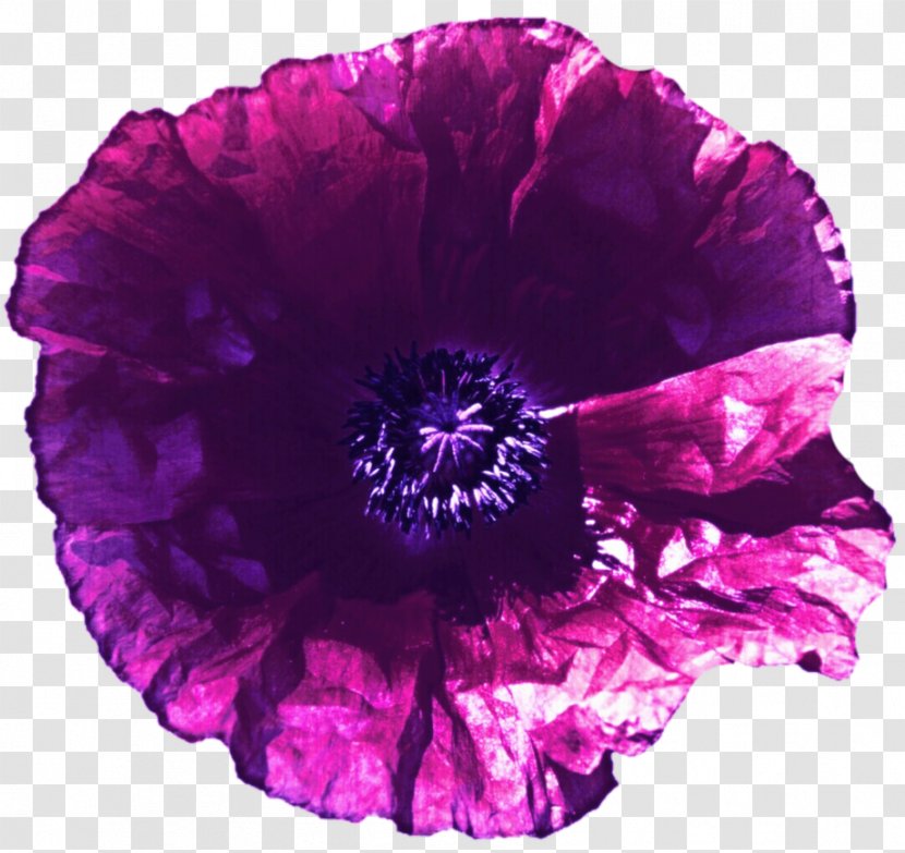 Violet Lilac Purple Magenta Flower - Lavender - Poppy Transparent PNG