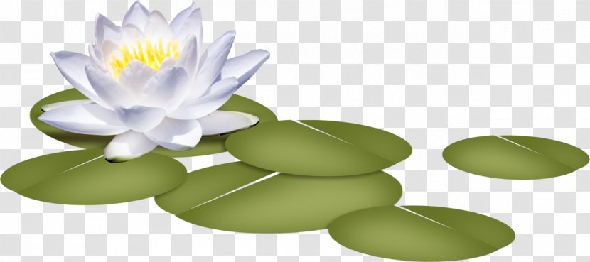 White Water-Lily Petal Water Lilies Nelumbo Nucifera Flower Transparent PNG