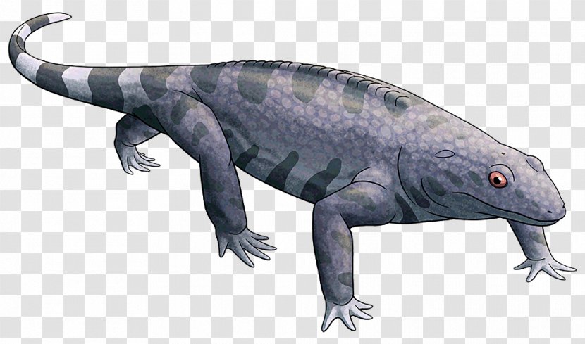 Salamander Reptile Lizard Animal Fauna - Organism - Amphibian Transparent PNG
